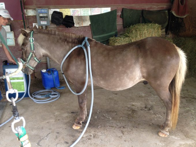 Schuyler receives a PEMF treatment from Equine elite pulse therapy for his 30th birthday.