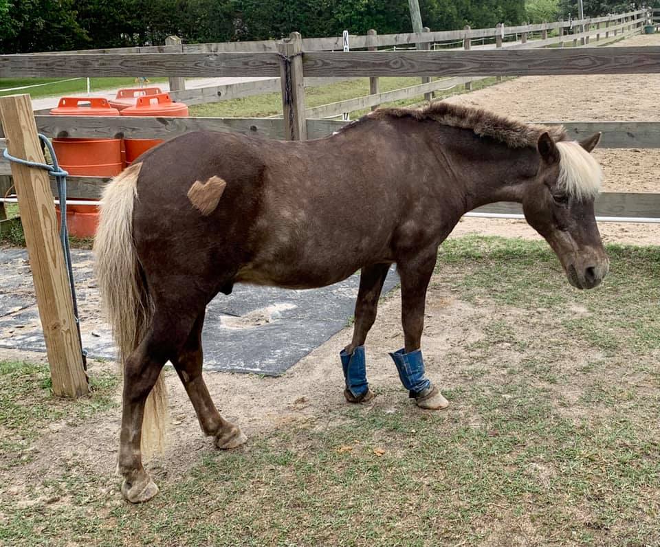 We often had to body clip Schuyler later in life, due to his inability to sweat and regulate his body temperature. We would often clip a design into his coat, like a heart, or a crown for Castle Farm.